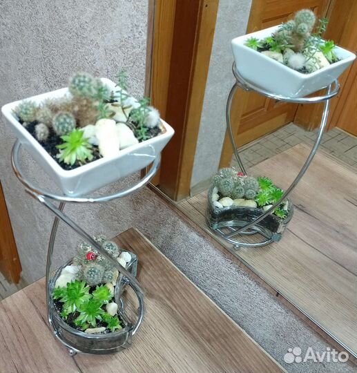 Суккуленты