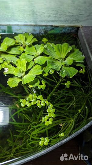 Аквариумные растения