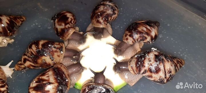 Улитки архахатины