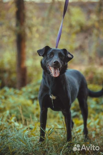 Много собак погибает. Помогите спасти