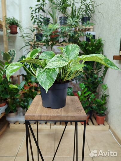 Эпипремнум Marble Queen