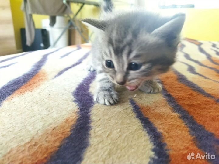 Котята Серебристой мраморной британки