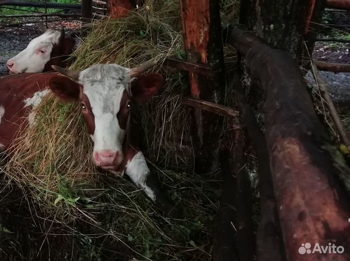 Телята и тёлки