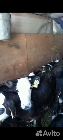 Продаем телята