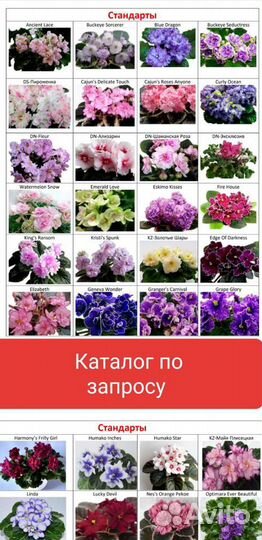 Детки сортовых фиалок