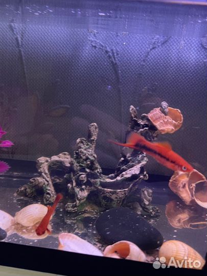 Рыба меченосец