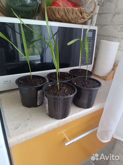 Пальма вашингтония