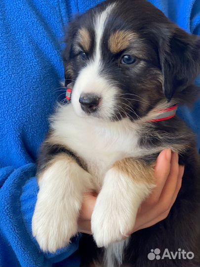 Продаются щенки австралийской овчарки аусси