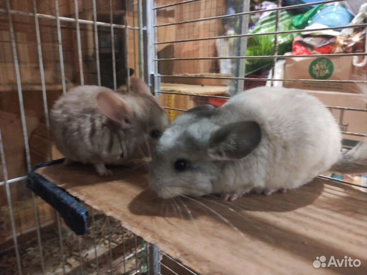 Шиншиллы домашнего разведения