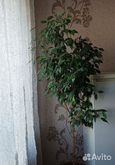 Фикус бенджамина большой