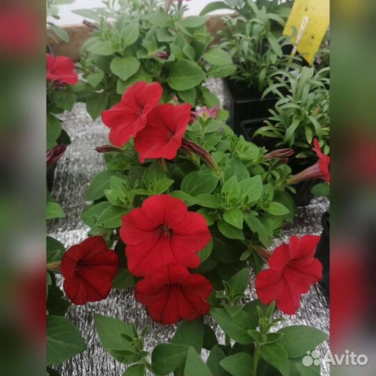 Петуния вегетативная/часть 1