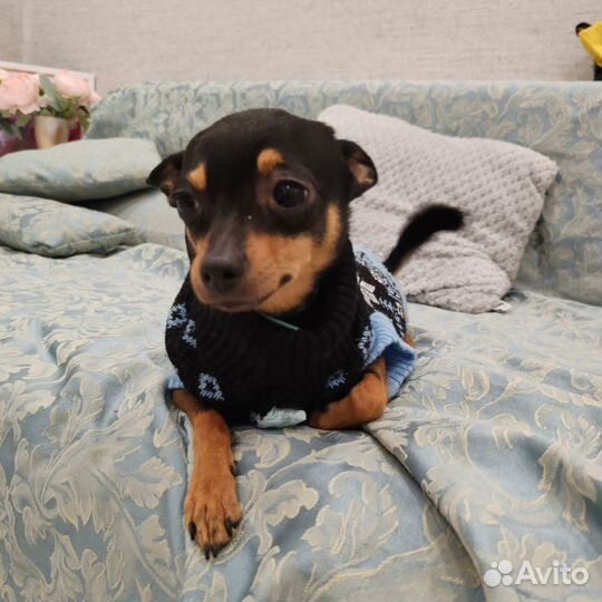 Вязка Мини той-терьер