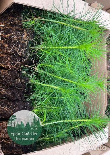 Сеянцы зкс Сосна окс Ель Лиственница Горная