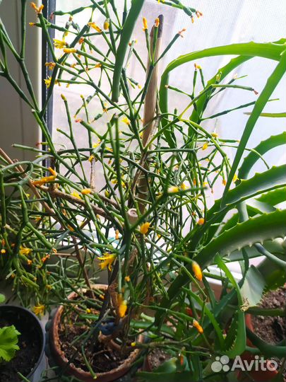 Цветы комнатные