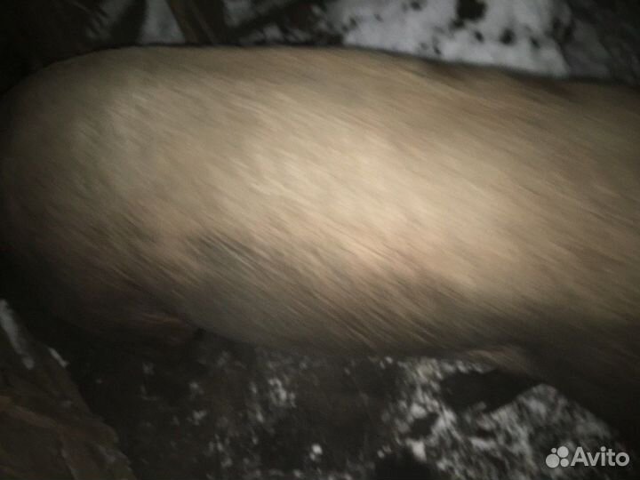 Хряк дюрок на мясо