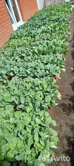 Рассада помидор, перца, баклажан, огурцов, базили