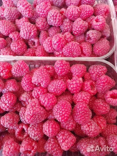 Саженцы малины Хэритейдж