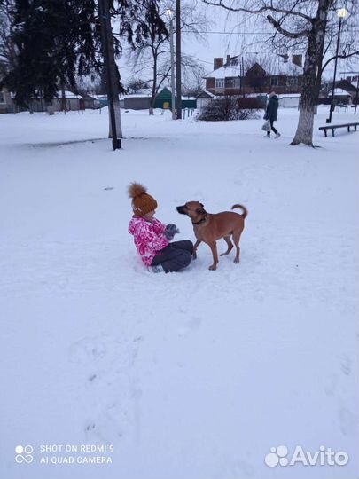 Собака в добрые руки