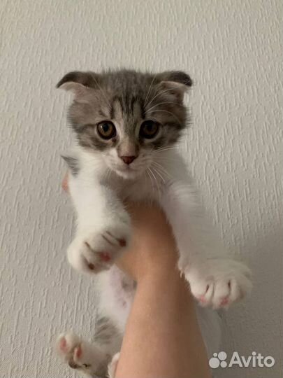 Вислоухая кошка