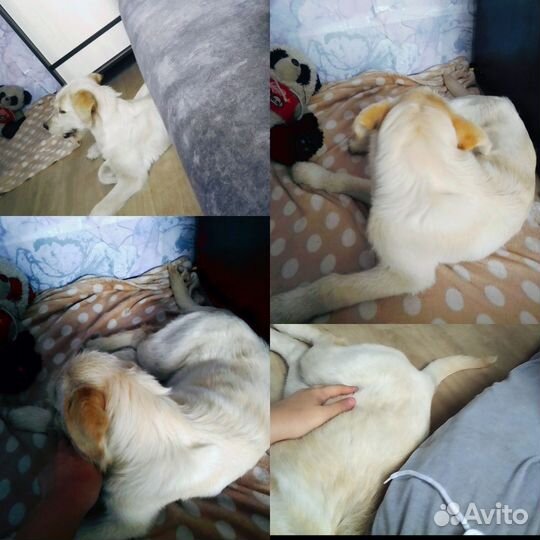 Щенок лабрадора девочка