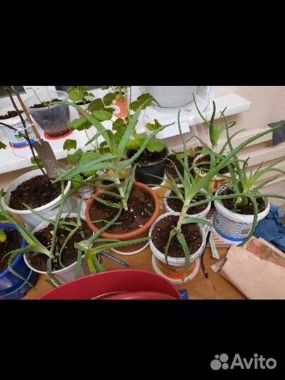 Алое лечебный