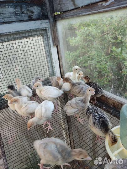 Индюшата,цыплята