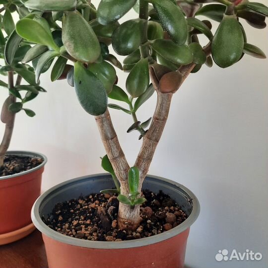 Толстянка крассула