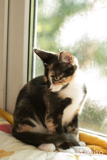 Удивительная Сонечка