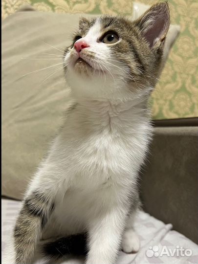 Котенок бесплатно