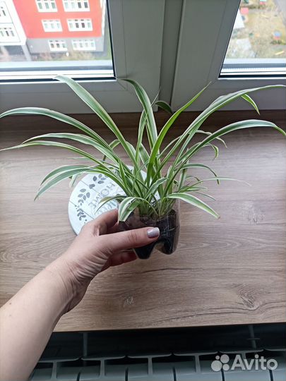 Хлорофитум