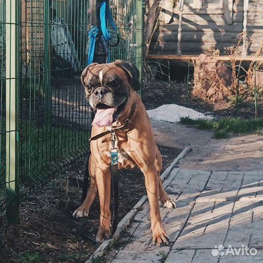 Отдам в добрые руки