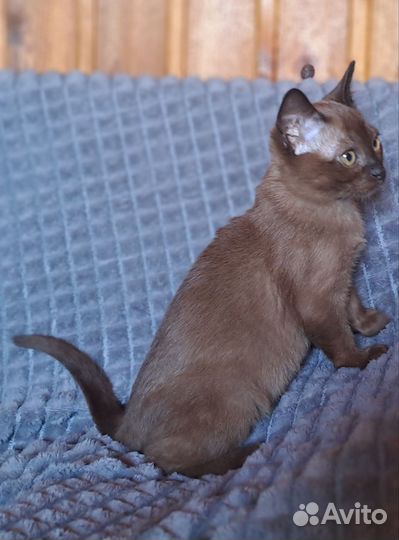 Бурманские котята