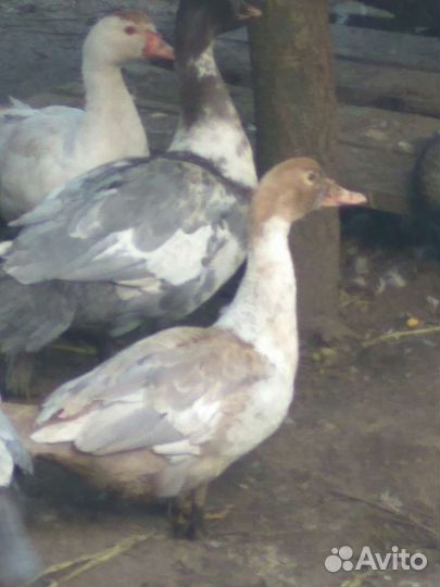 Селезни индоутки