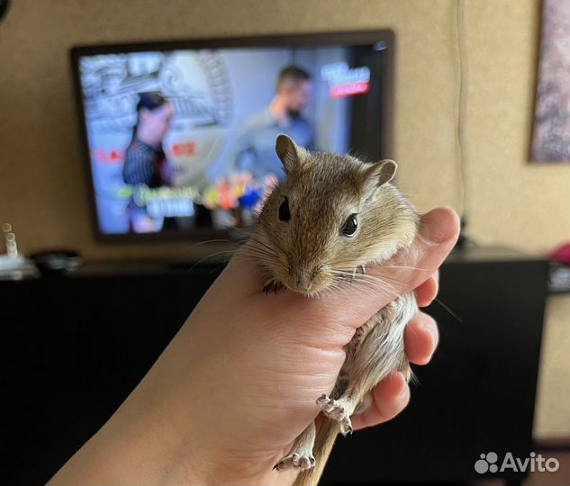 Домашние песчанки
