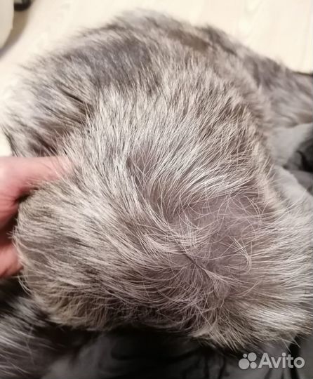 Зимняя парка с мехом чернобурки