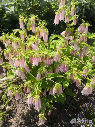 Цветы для дачи