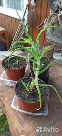 Алоэ (столетник)