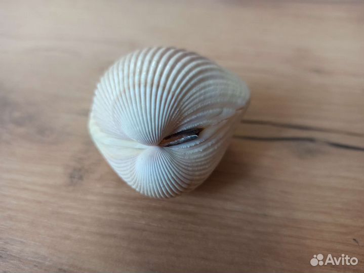 Морская раковина