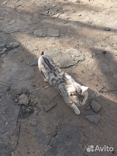 Котик в добрые руки