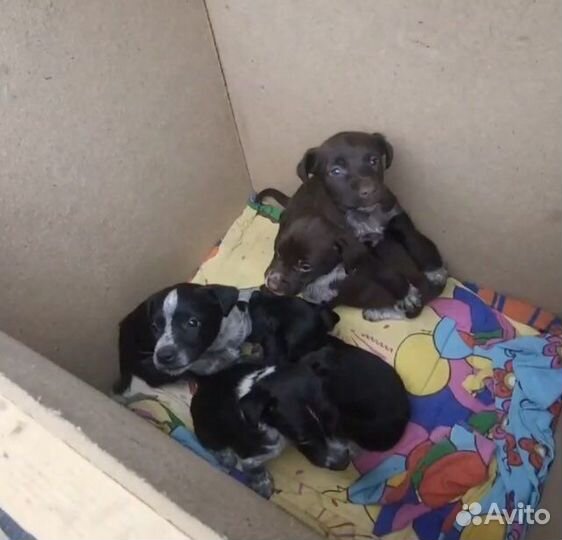 Щенки разные в добрые руки
