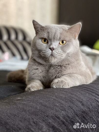 Британский кот