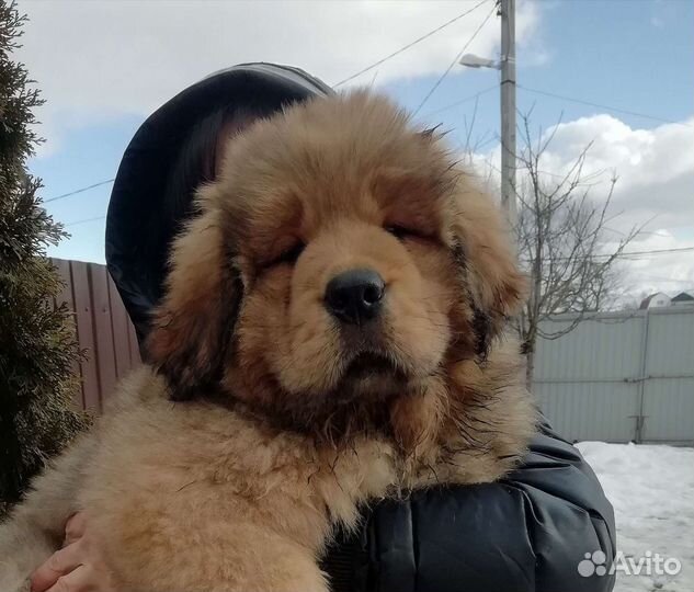 Тибетский мастиф вязка