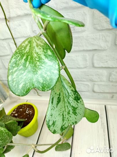 Хойя kerry сплеш, кентиана вар