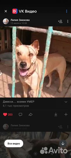 Джесси