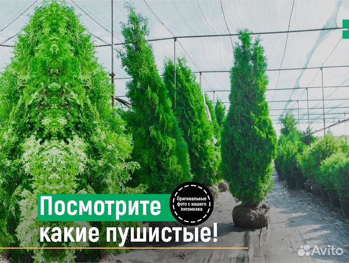 Туи колумна 1,6 м свежая копка 2023