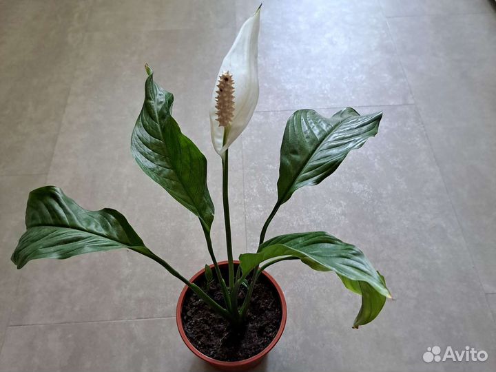 Спатифиллум, глоксиния