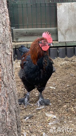 Куры породы маран