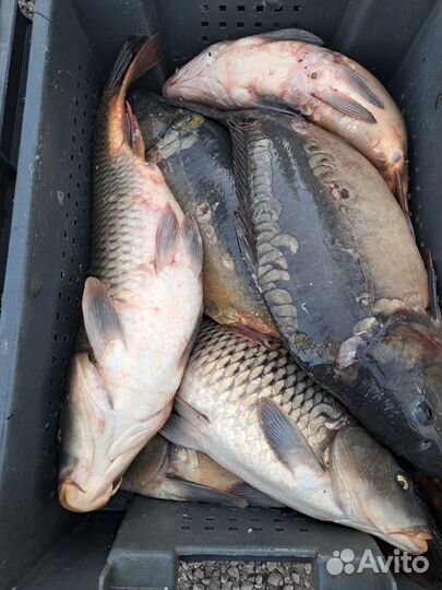 Карп живой оптом