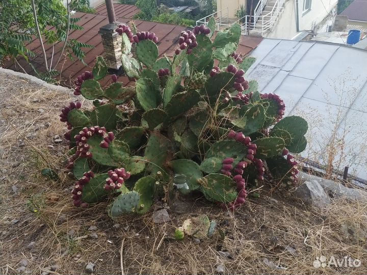 Кактус опунция