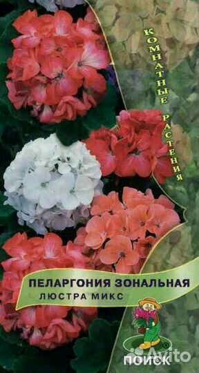 Герань белая и красная (пеларгония зональная)